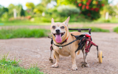 Special Care for Special Pets: How to Care for a Disabled Pet