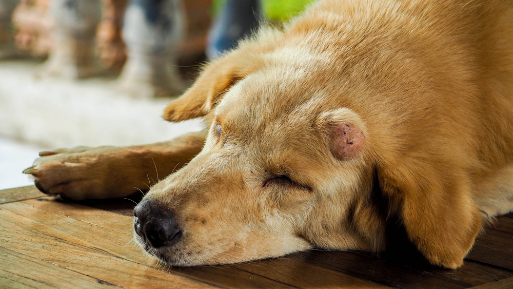 Is Your Pet’s Lump Cause for Concern? Signs of 5 Common Cancers in Pets