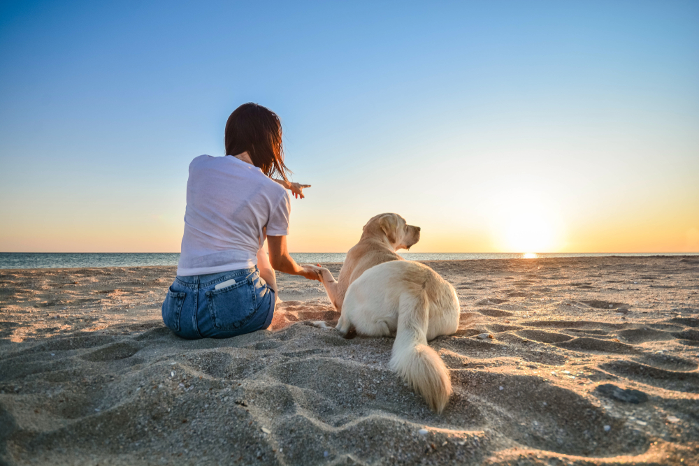 7 Enrichment Ideas for Your Pet Undergoing Cancer Treatment