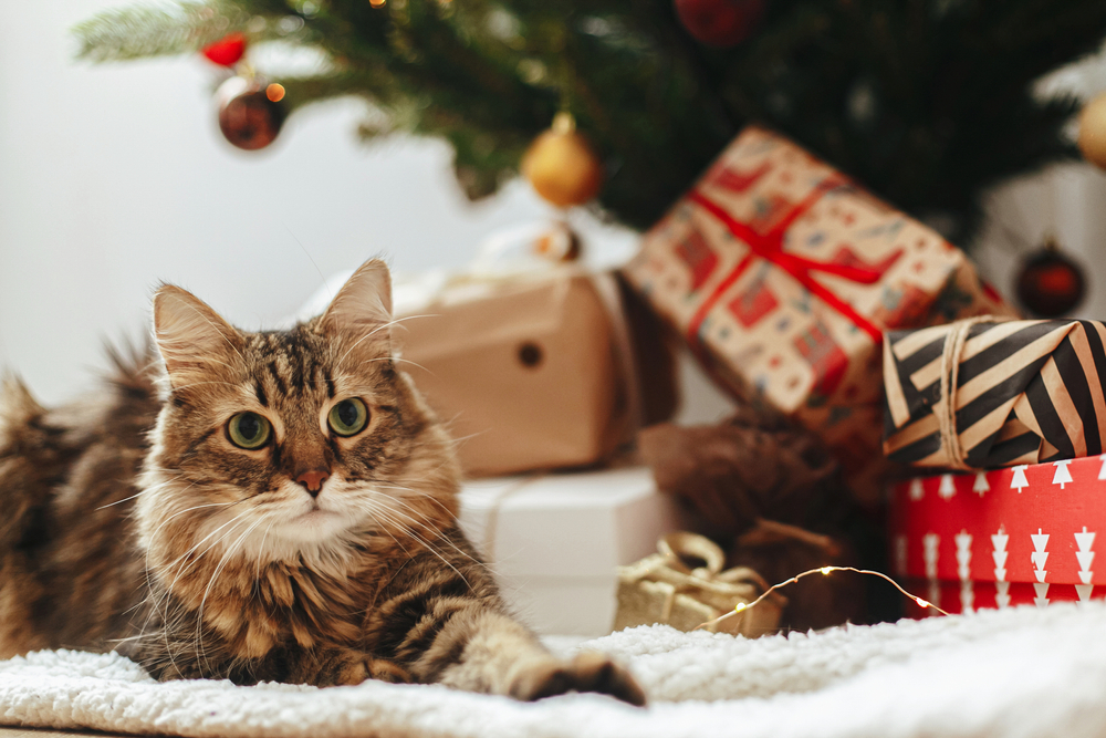 5 Perfect Gifts for Your Pet with Cancer