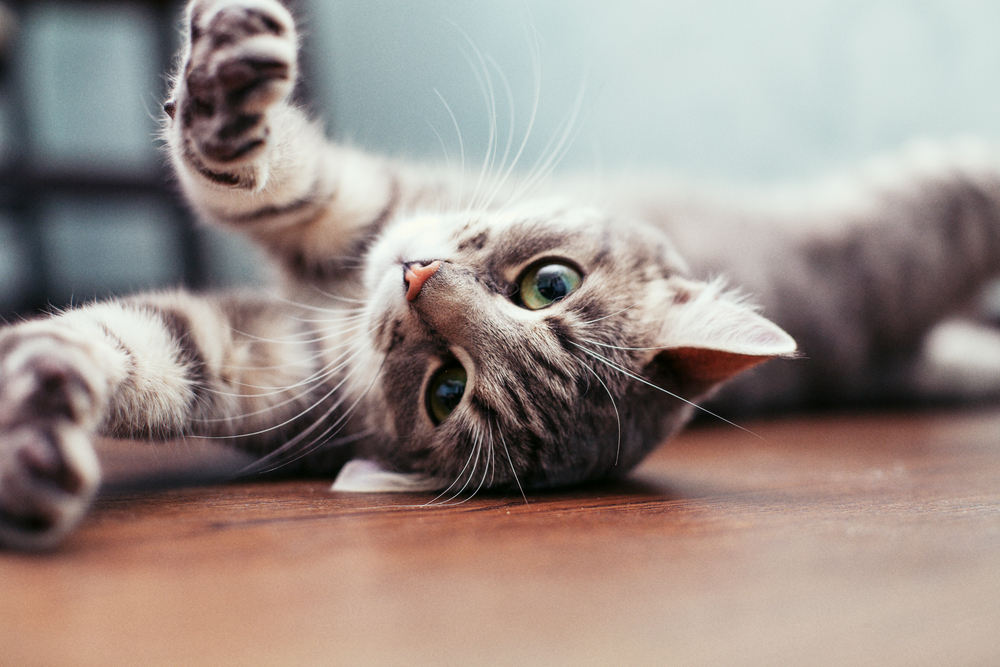 4 Reasons Why Regular Veterinary Care is Essential for Your Cat