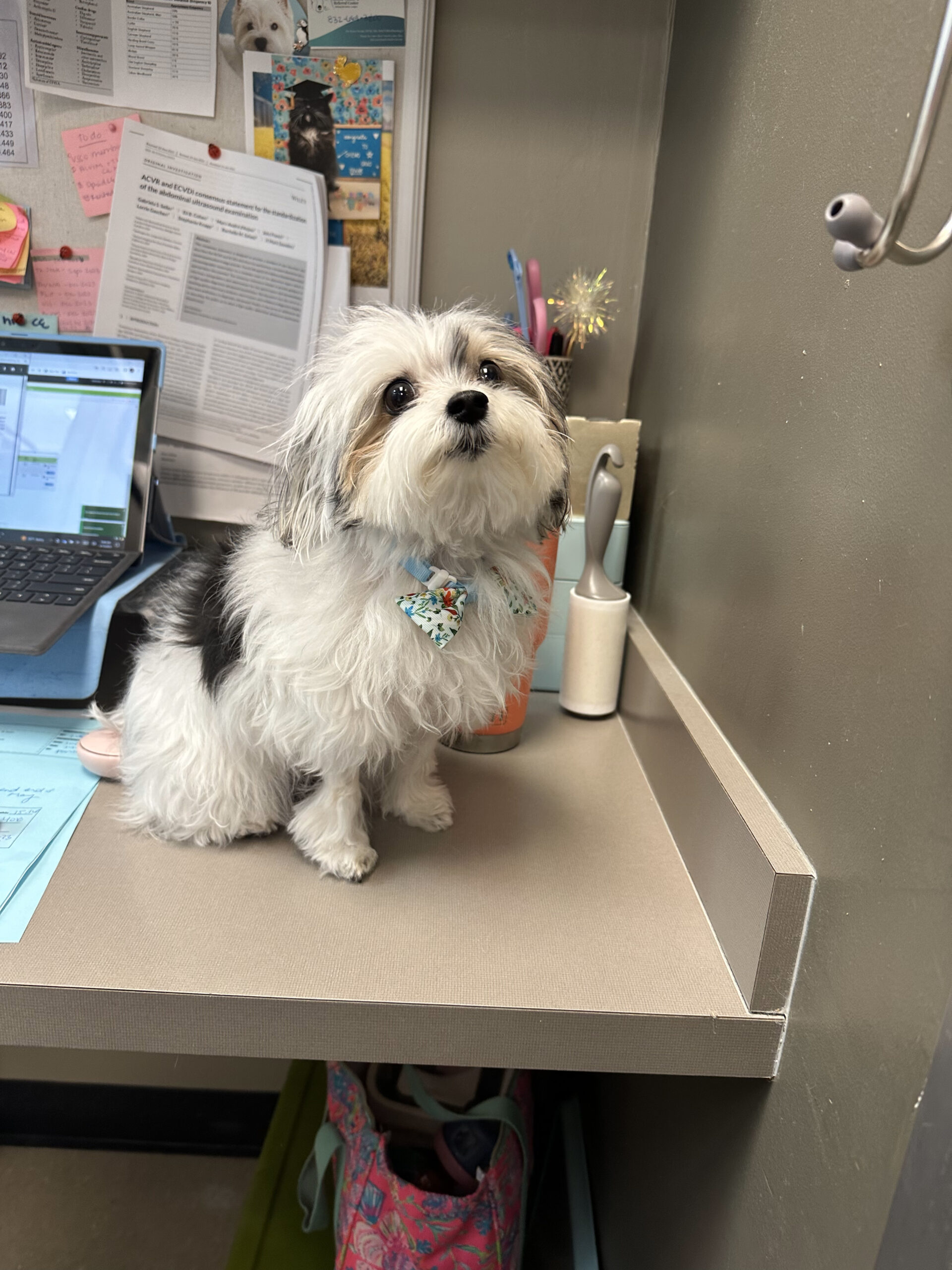 dog on a desk